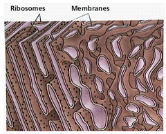 2115_endoplasmic reticulum.png